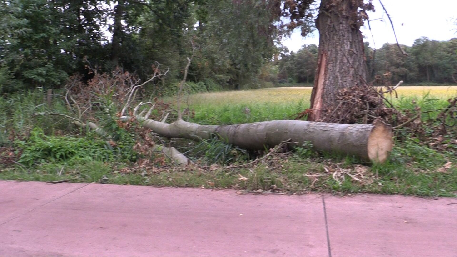 Foto: zanderslootweg-omgewaaide-boom-1.jpg